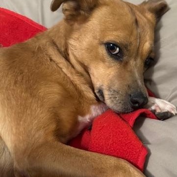 Gracie: one word:SWEET, an adoptable mixed breed in Franklin, TN image 3/5