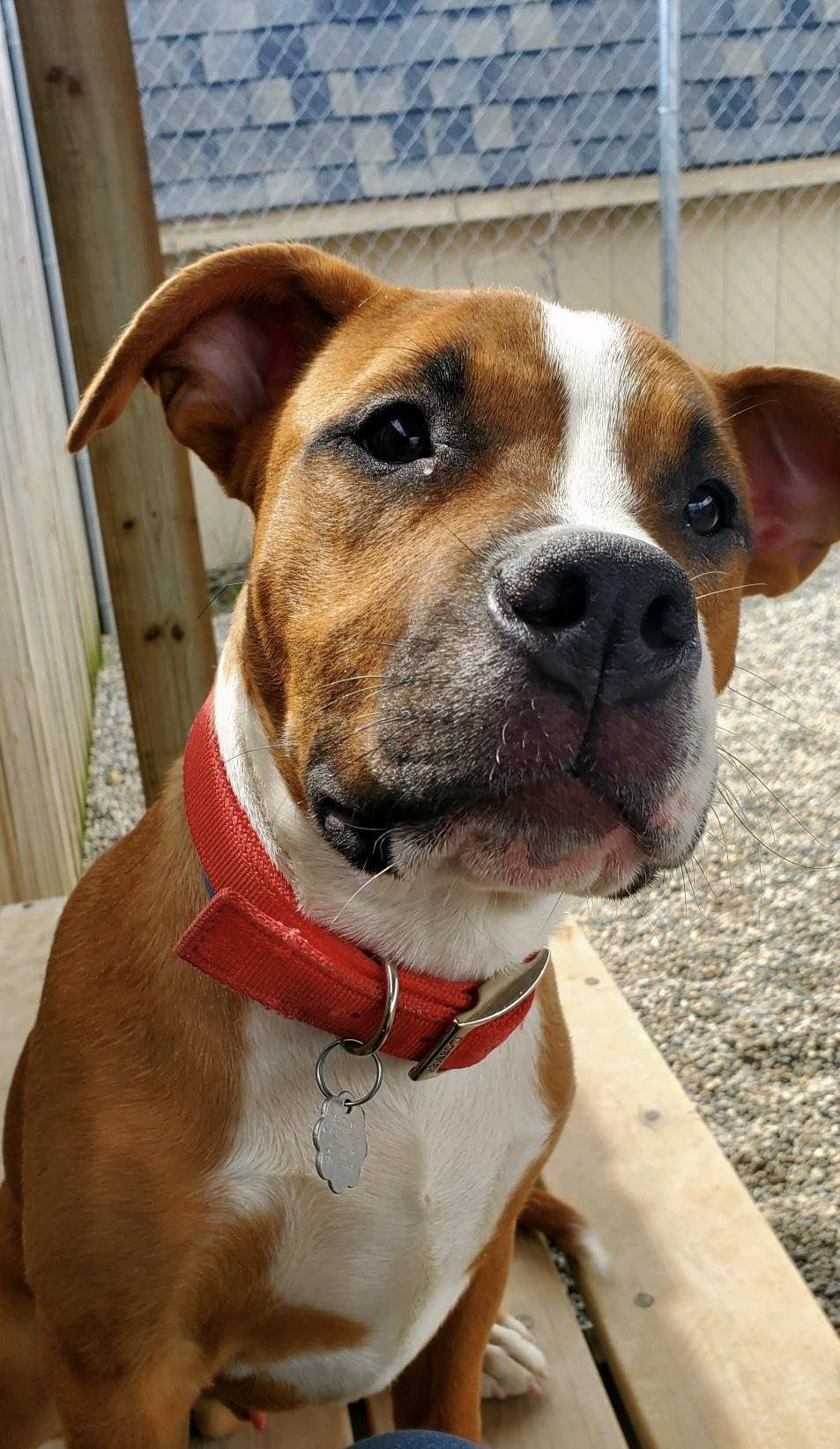Enlarge Churro, a Adoptable mixed breed in Oxford, MI image 2/5