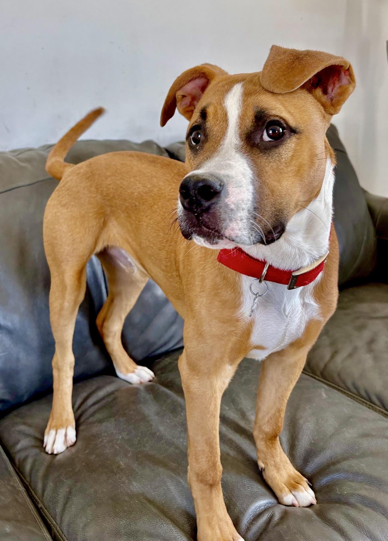 Enlarge Churro, a Adoptable mixed breed in Oxford, MI image 4/5