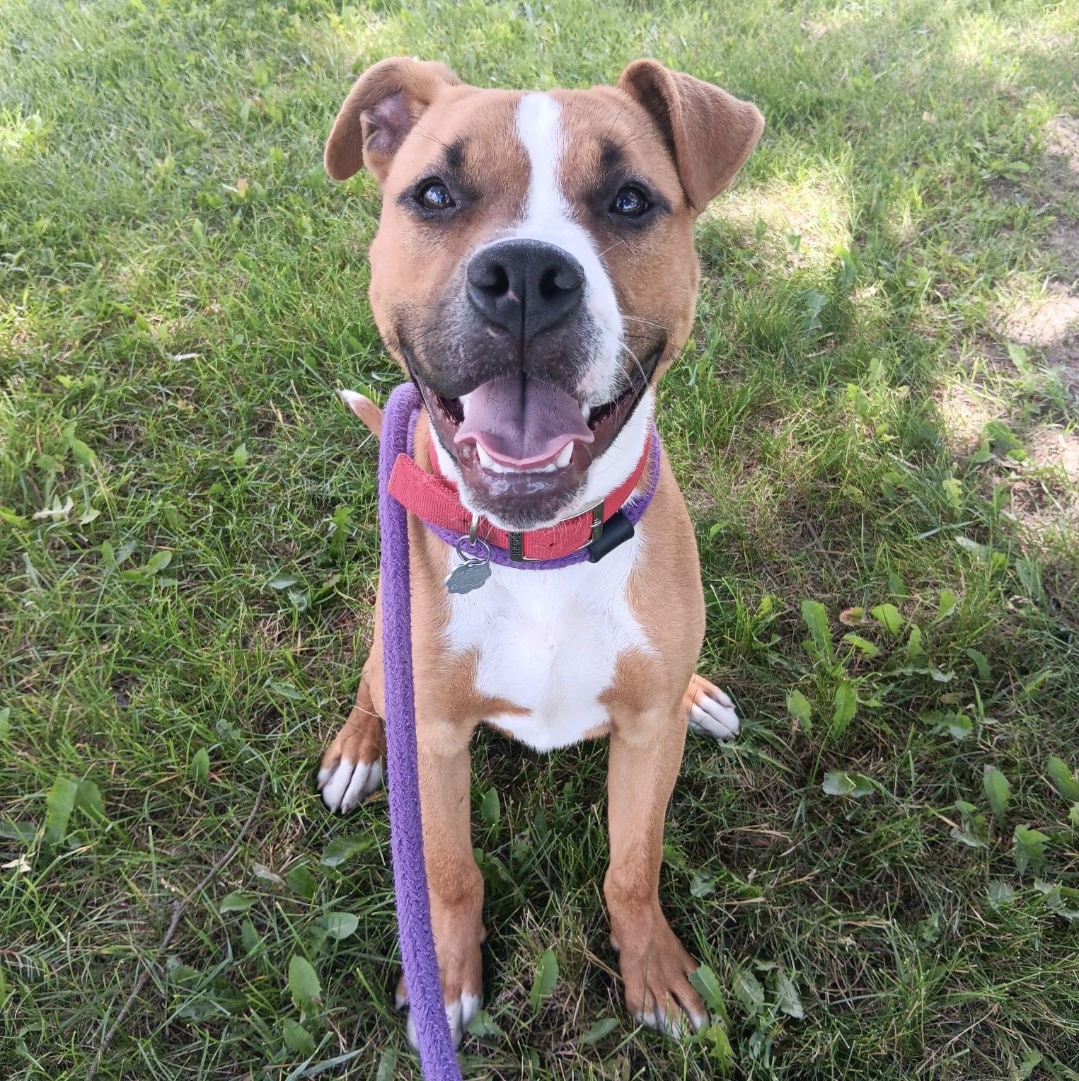 Churro, a Adoptable mixed breed in Oxford, MI image 5/6