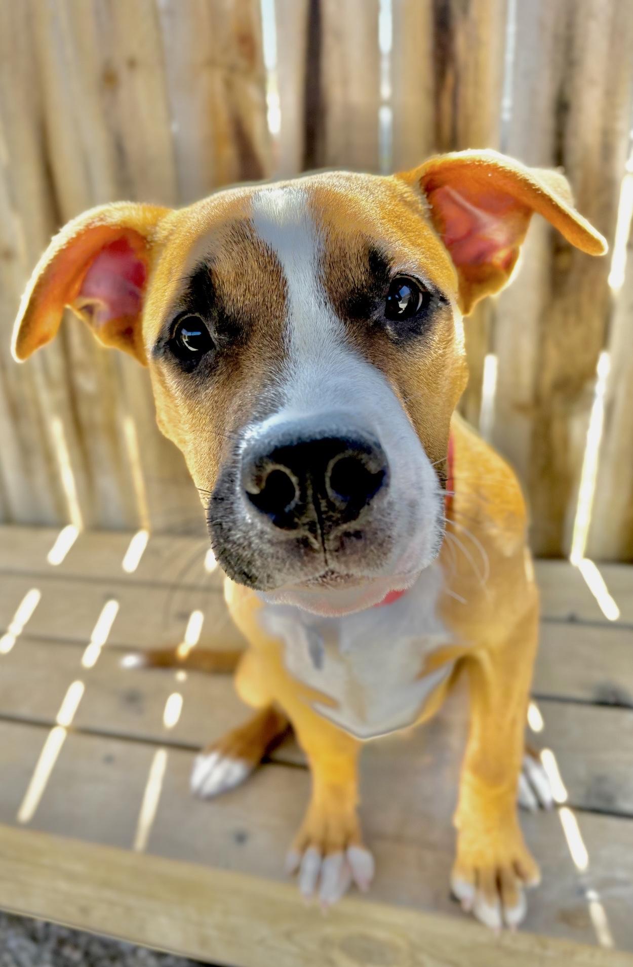 Enlarge Churro, a Adoptable mixed breed in Oxford, MI image 1/5