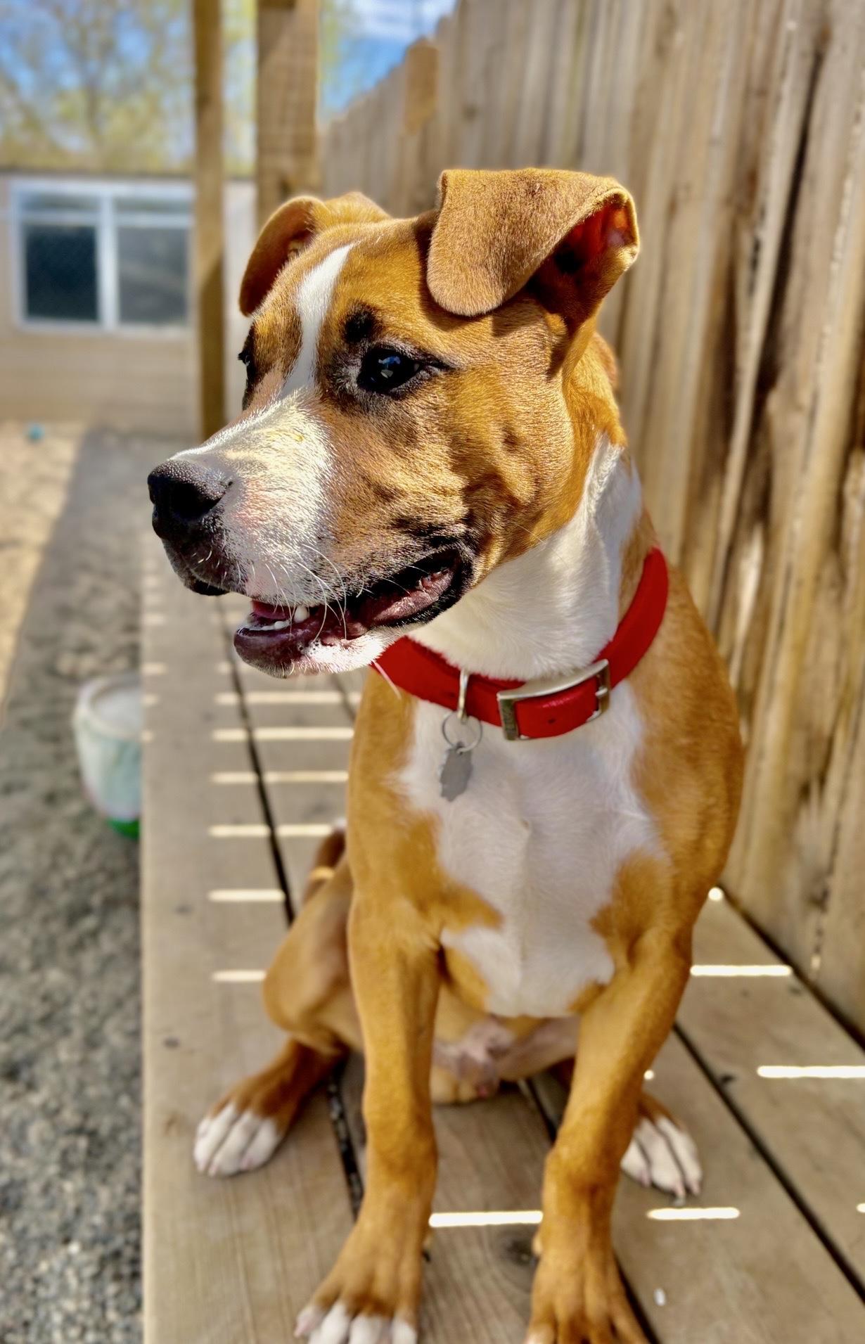 Enlarge Churro, a Adoptable mixed breed in Oxford, MI image 3/5