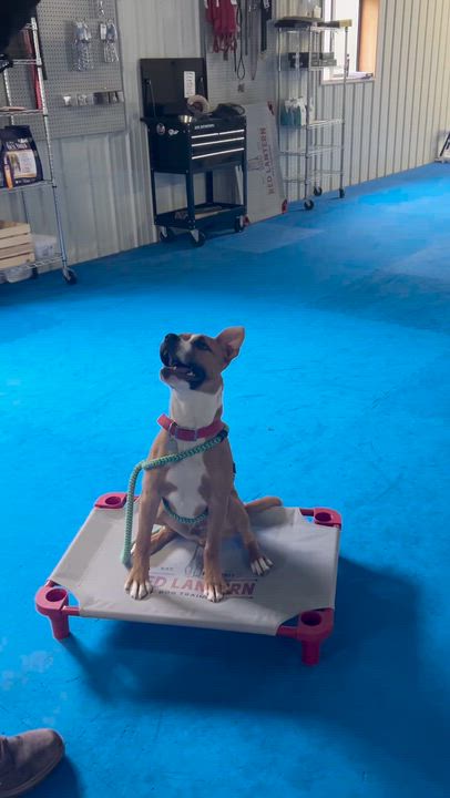 Enlarge Churro, a Adoptable mixed breed in Oxford, MI video 5/5