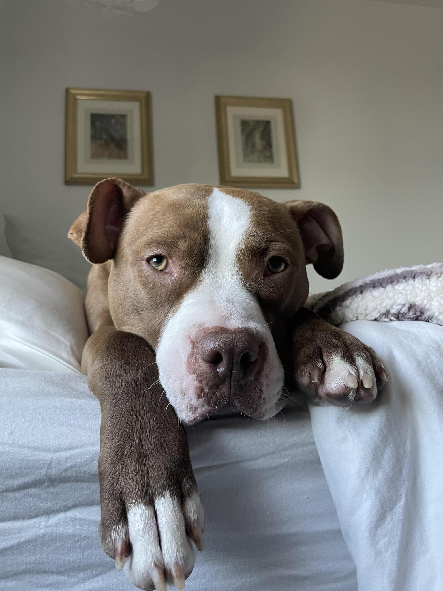 Buddy, a Adopted American Bully in Kensington, CA image 1/6