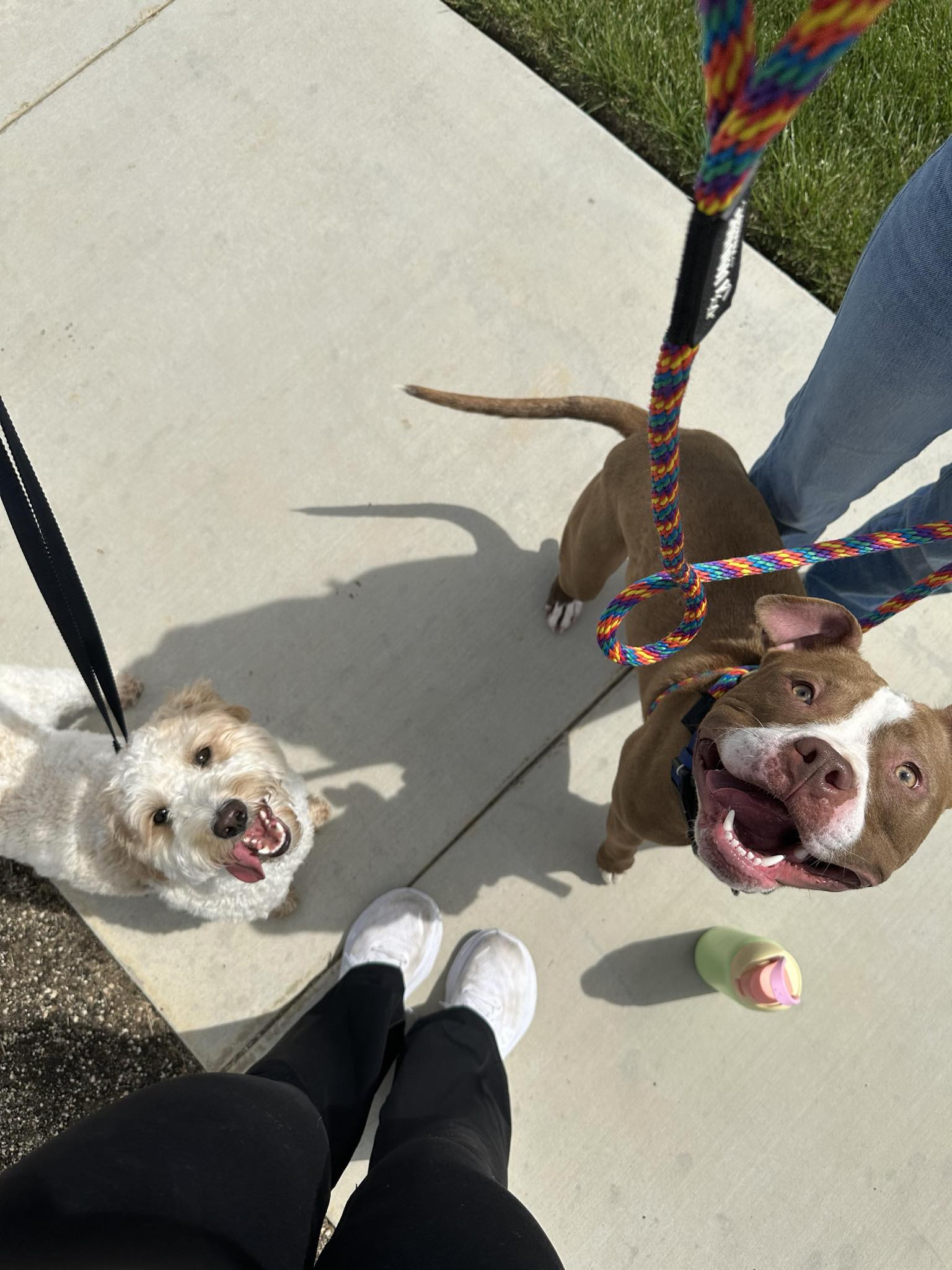 Buddy, a Adopted American Bully in Kensington, CA image 4/6