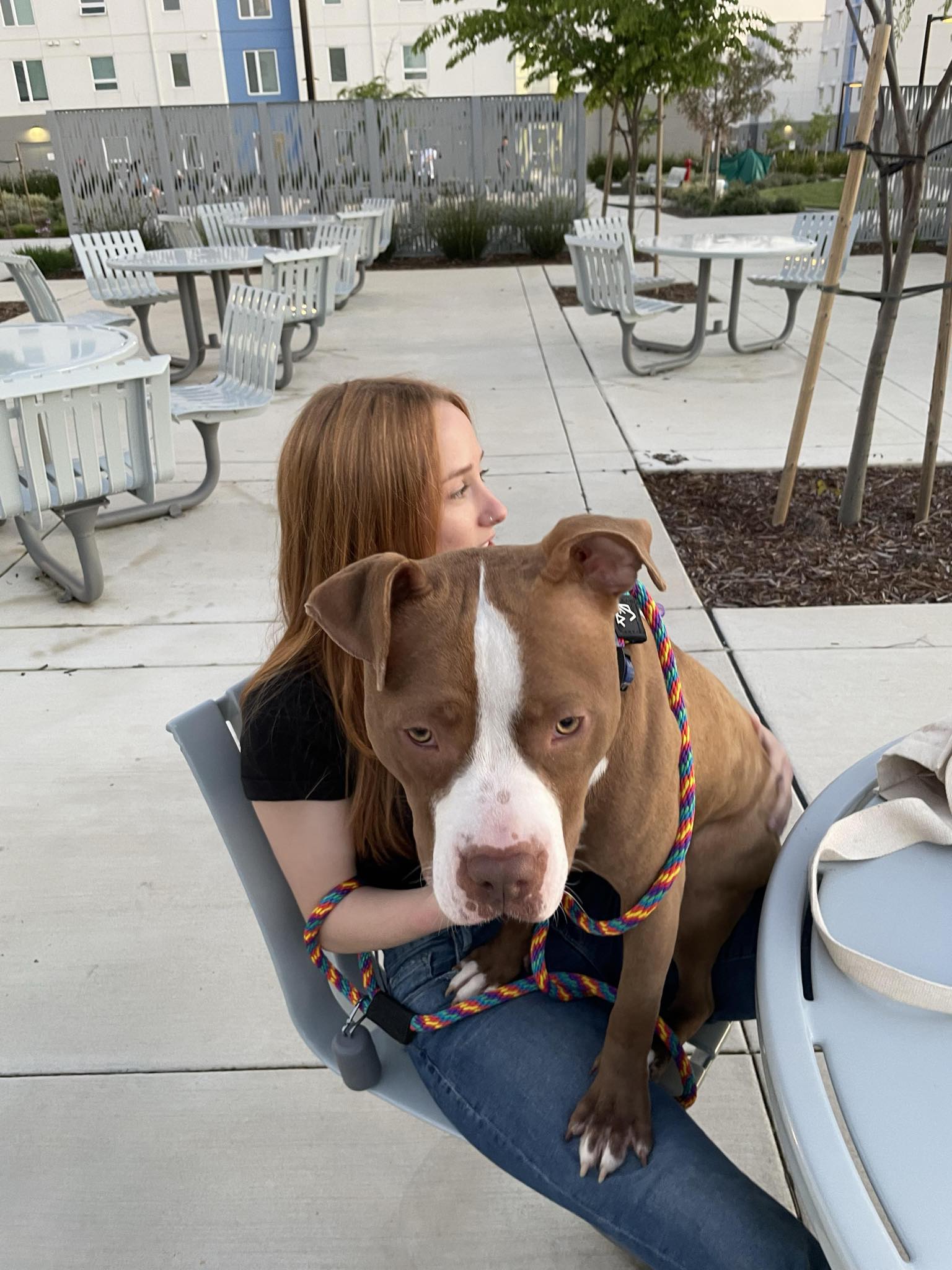 Buddy, a Adopted American Bully in Kensington, CA image 5/6