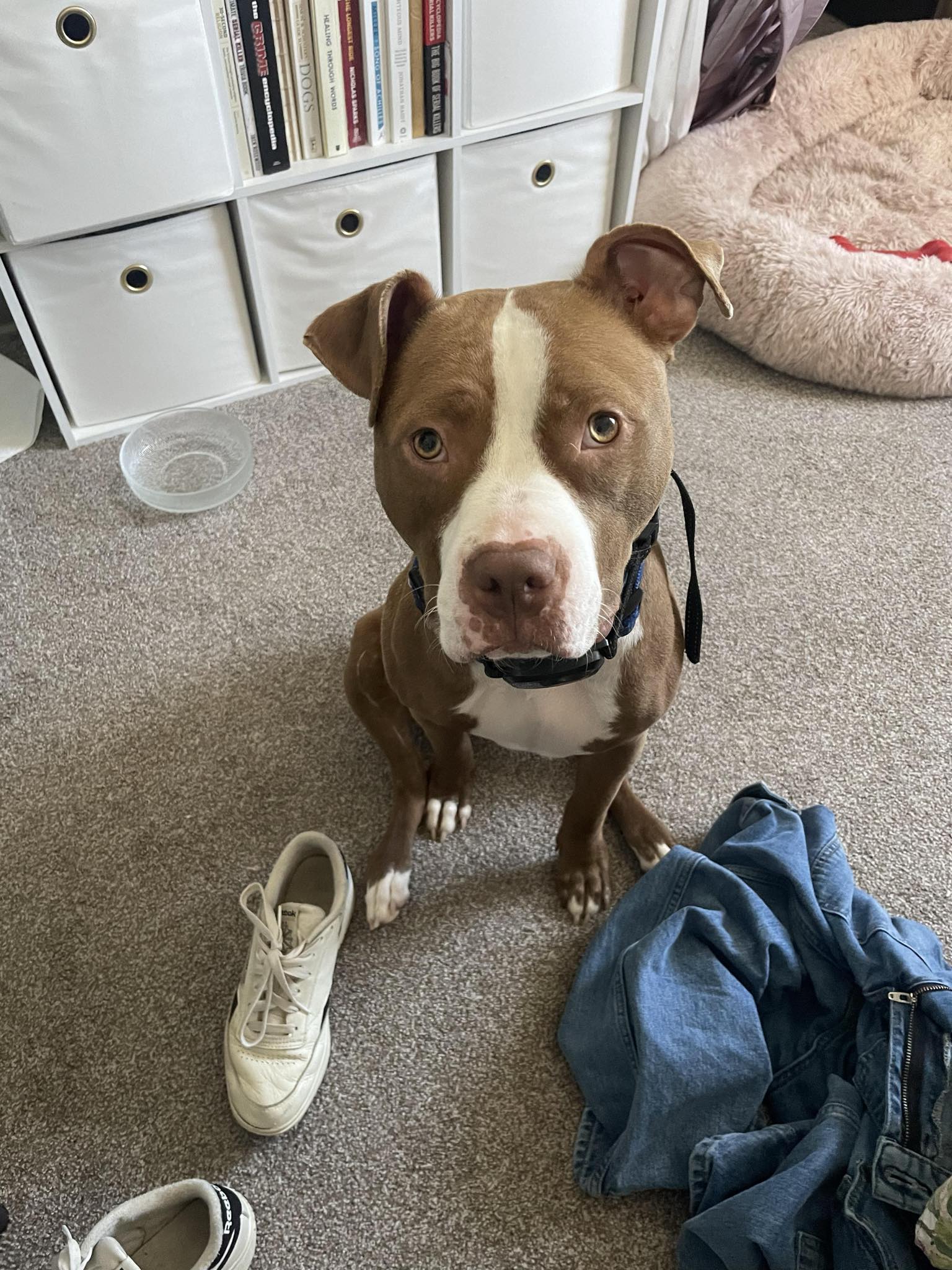 Buddy, a Adopted American Bully in Kensington, CA image 2/6