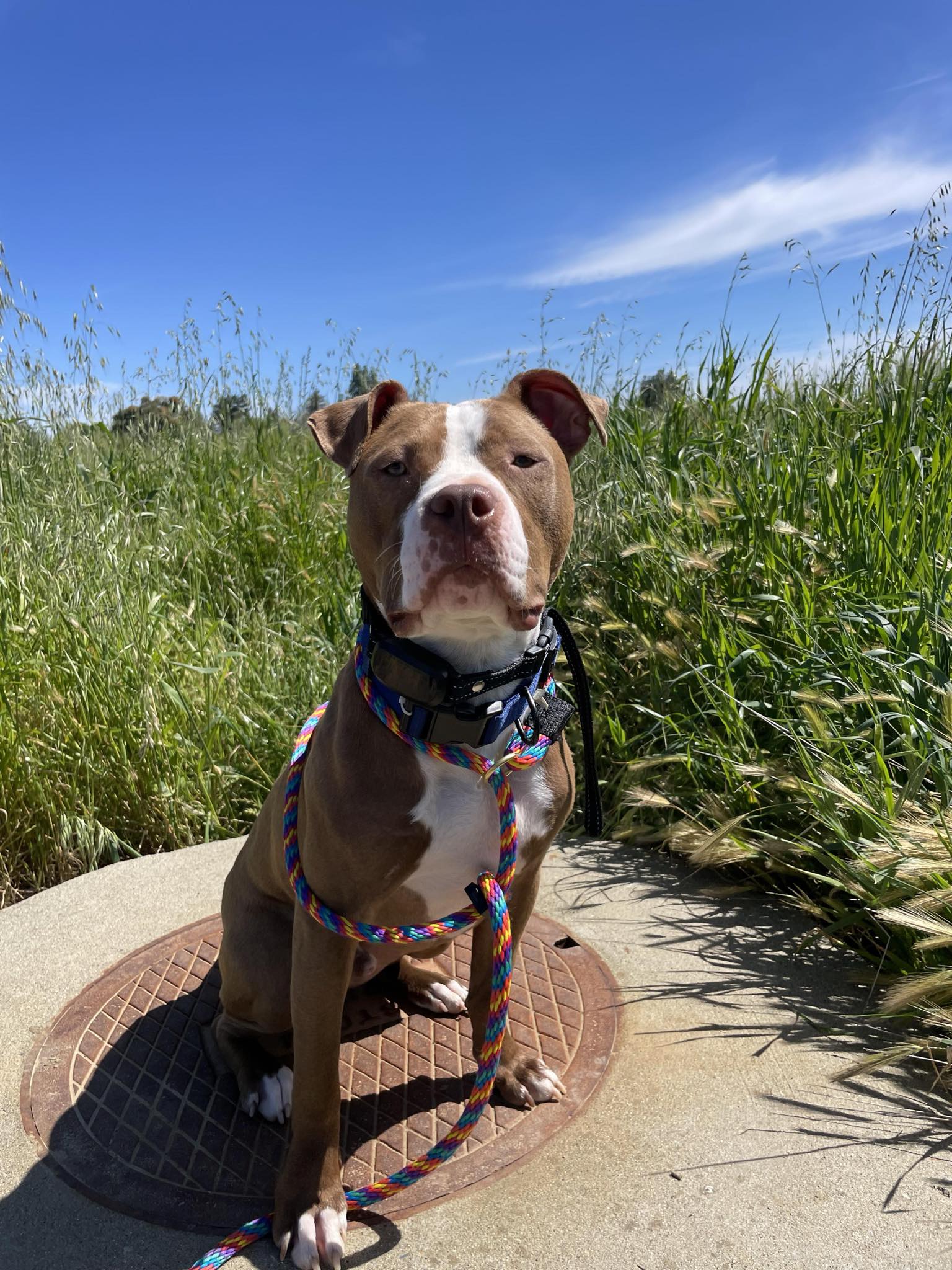 Buddy, a Adopted American Bully in Kensington, CA image 3/6