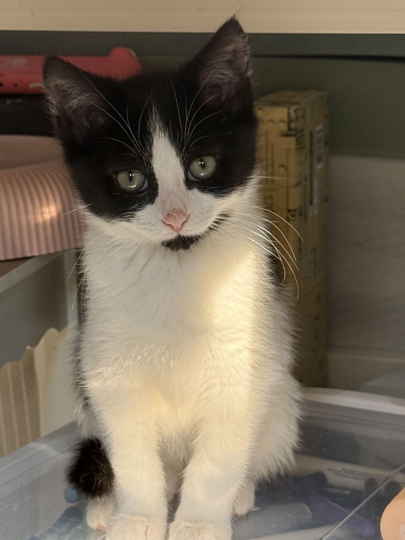 Sally aka Sammy — thumbnail 2