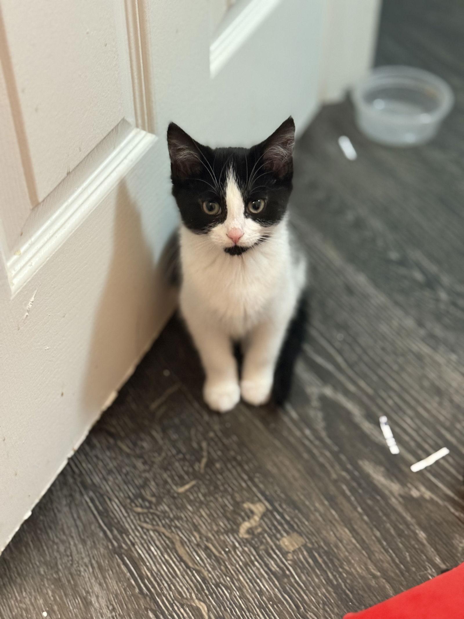 Sally aka Sammy — thumbnail 3