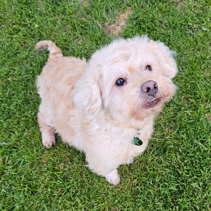 Enlarge TOFU, a Adoptable mixed breed in Fenton, MI image 5/6