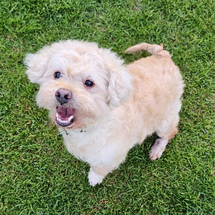 Enlarge TOFU, a Adoptable mixed breed in Fenton, MI image 2/6