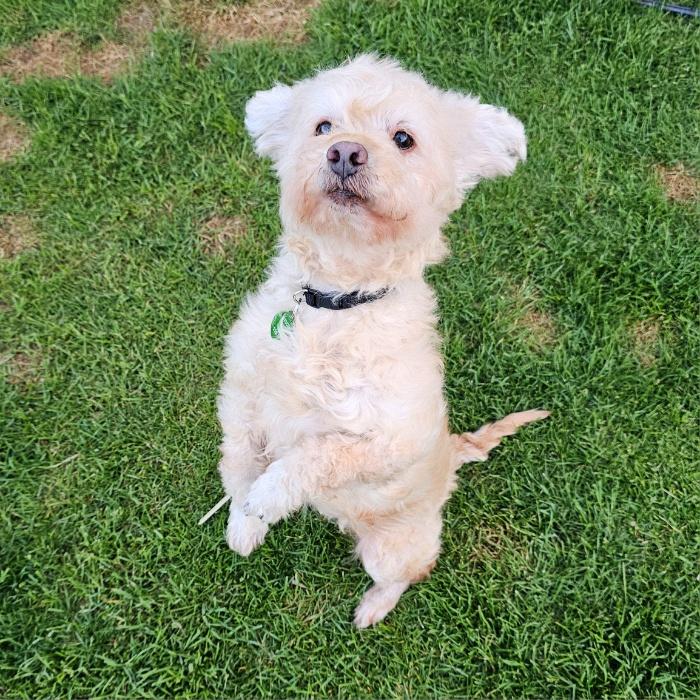 Enlarge TOFU, a Adoptable mixed breed in Fenton, MI image 6/6