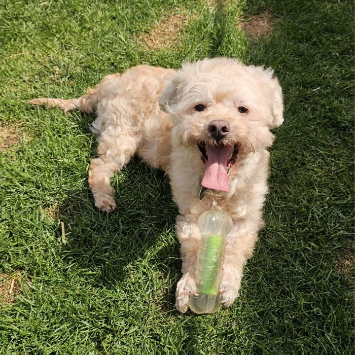 TOFU, adopted, Adult Male Goldendoodle & Miniature Poodle.