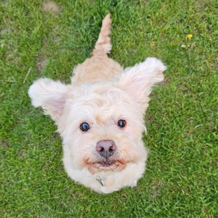 Enlarge TOFU, a Adoptable mixed breed in Fenton, MI image 3/6