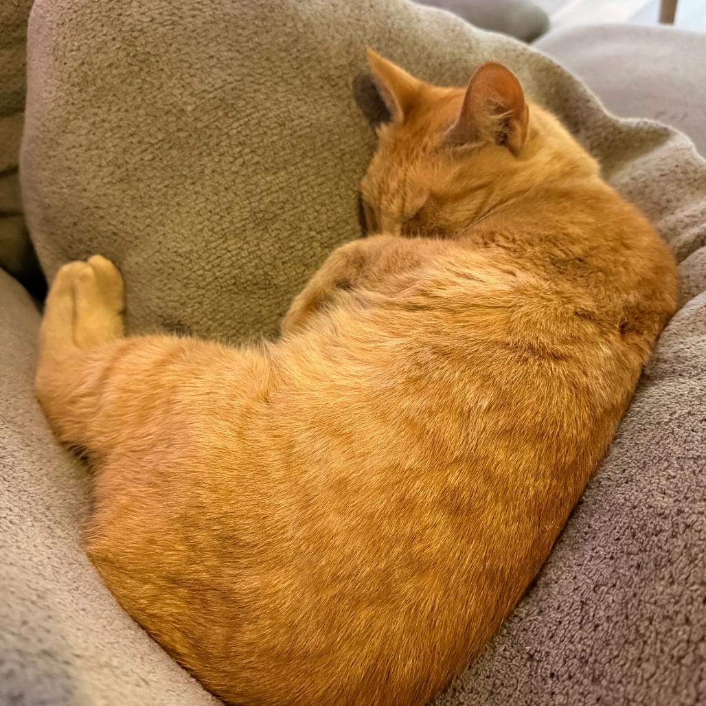Ford, Adoptable, Senior Female Domestic Short Hair.
