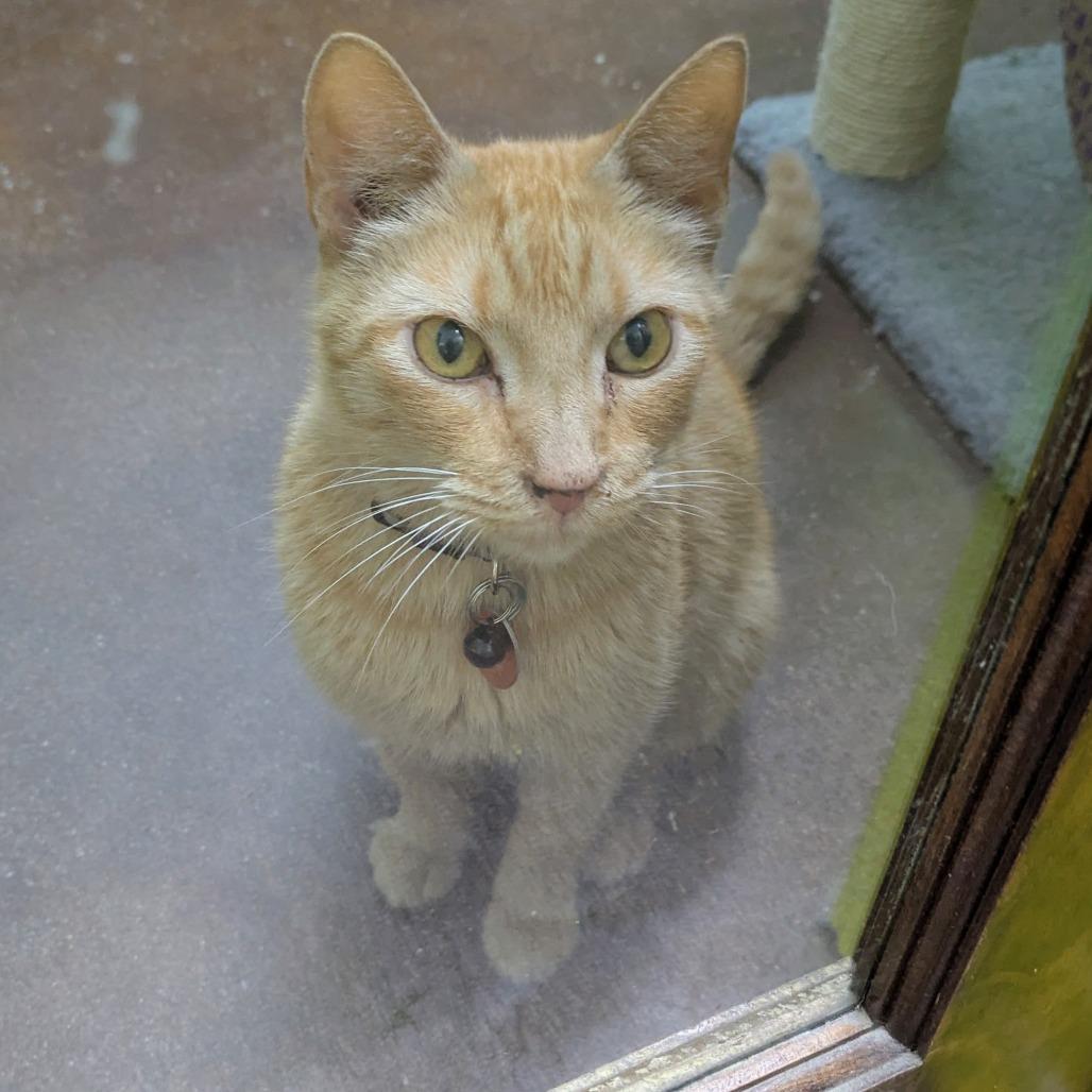 Enlarge Ford, a Adoptable Domestic Short Hair in Springfield, MO image 2/4