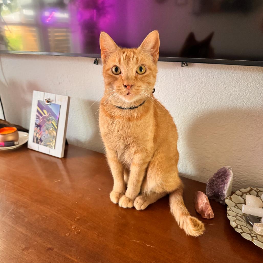Enlarge Ford, a Adoptable Domestic Short Hair in Springfield, MO image 3/4