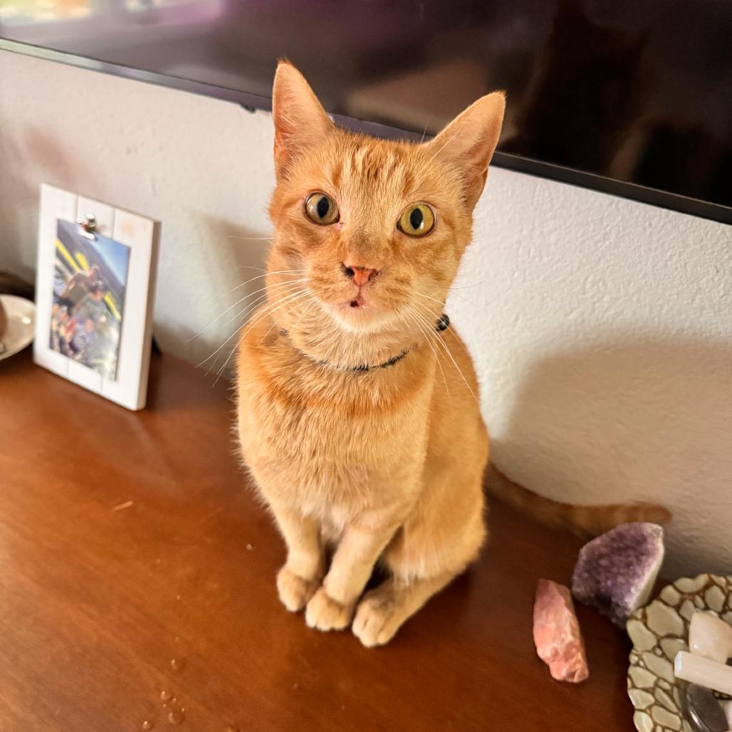 Enlarge Ford, a Adoptable Domestic Short Hair in Springfield, MO image 4/4