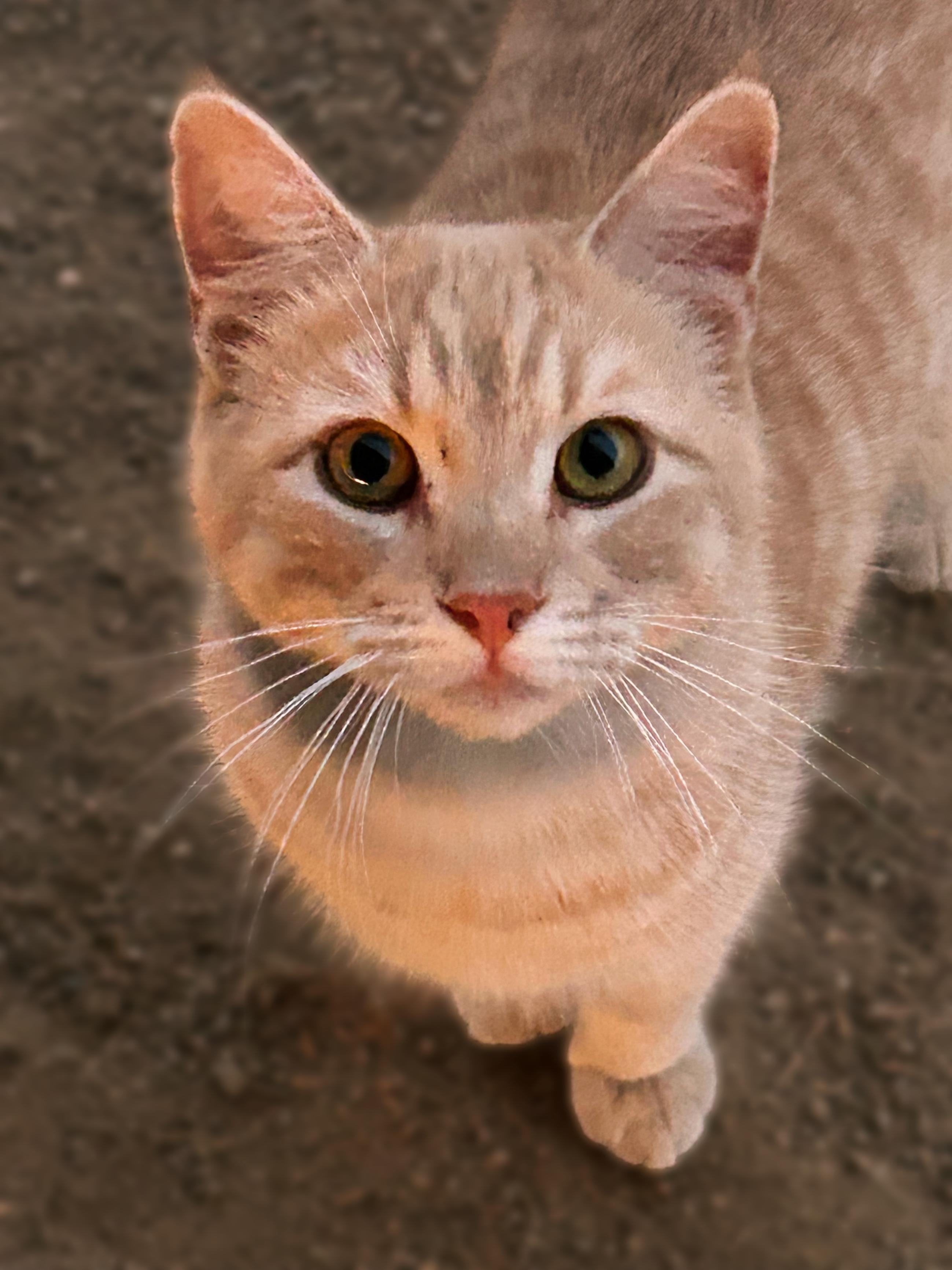Orange Julius , ADOPTABLE, Young Male Tabby.