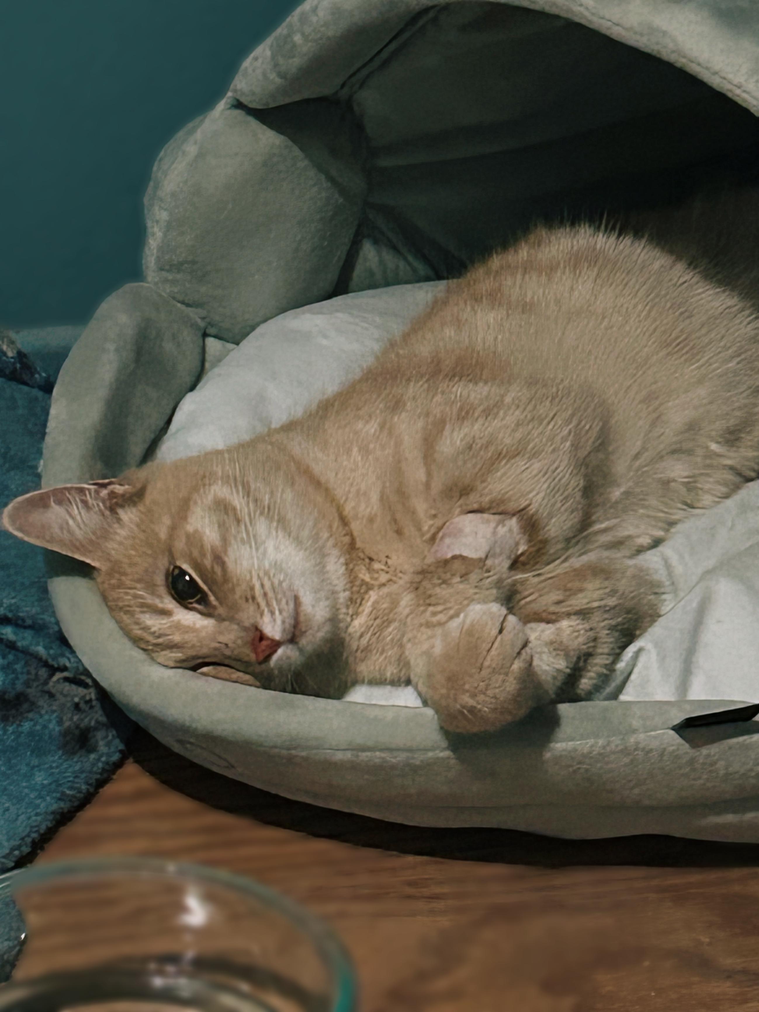 Orange Julius , a ADOPTABLE Tabby in Long Beach, CA image 2/5