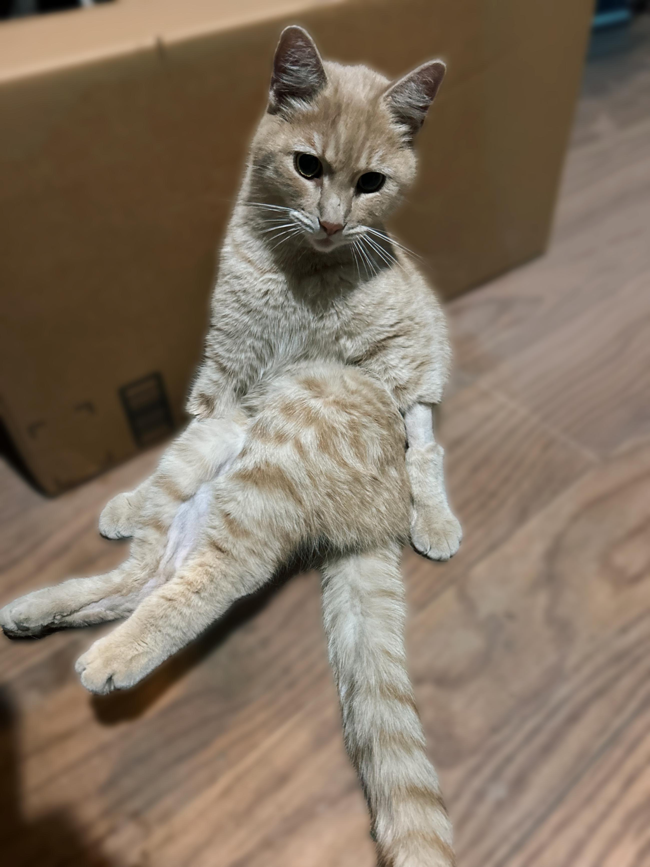 Orange Julius , a ADOPTABLE Tabby in Long Beach, CA image 3/5