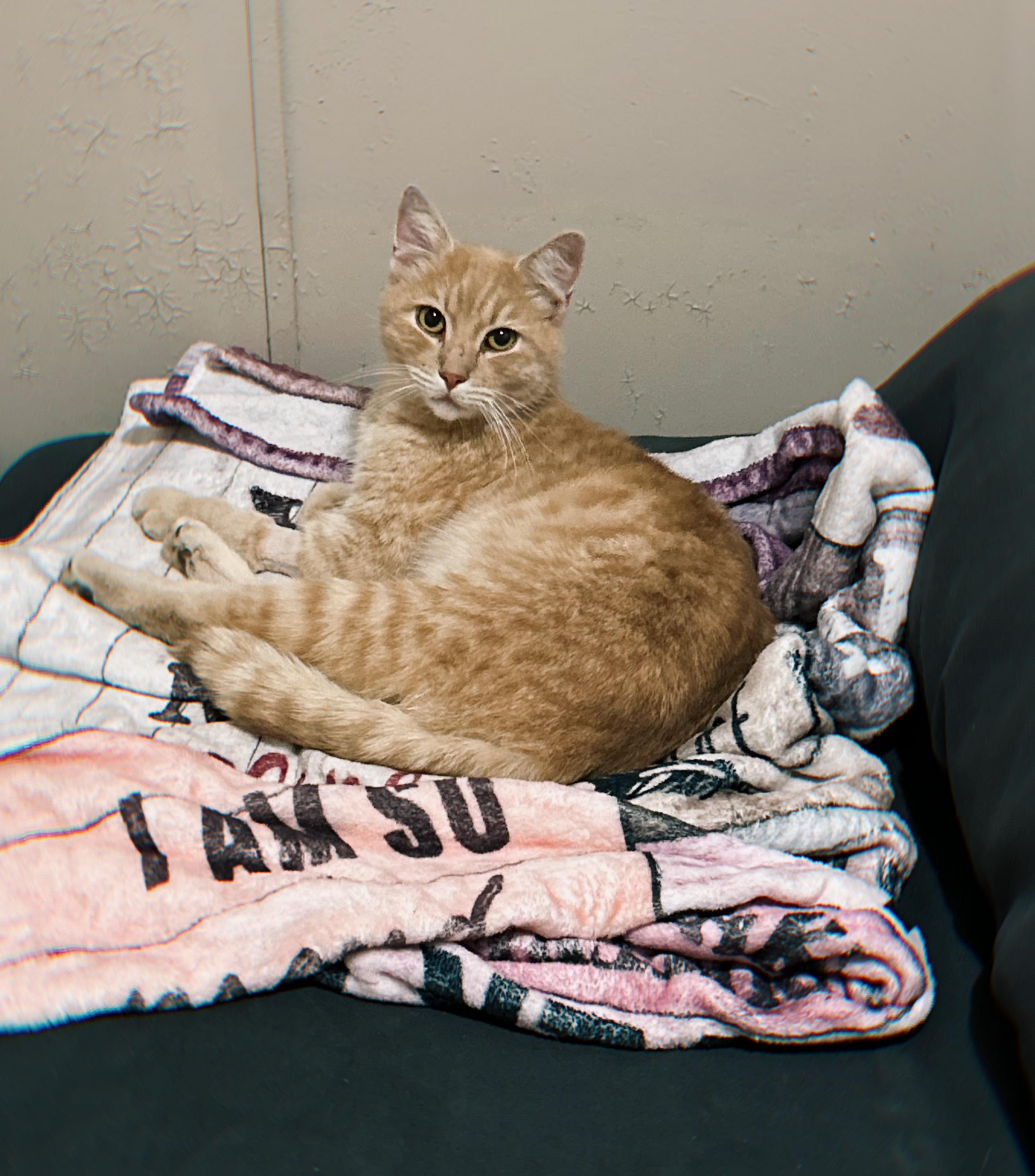 Orange Julius , a ADOPTABLE Tabby in Long Beach, CA image 4/5