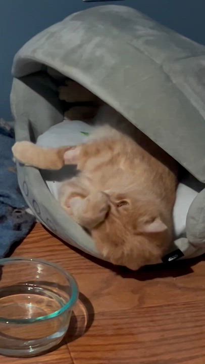 Enlarge Orange Julius , a ADOPTABLE Tabby in Long Beach, CA video 5/5