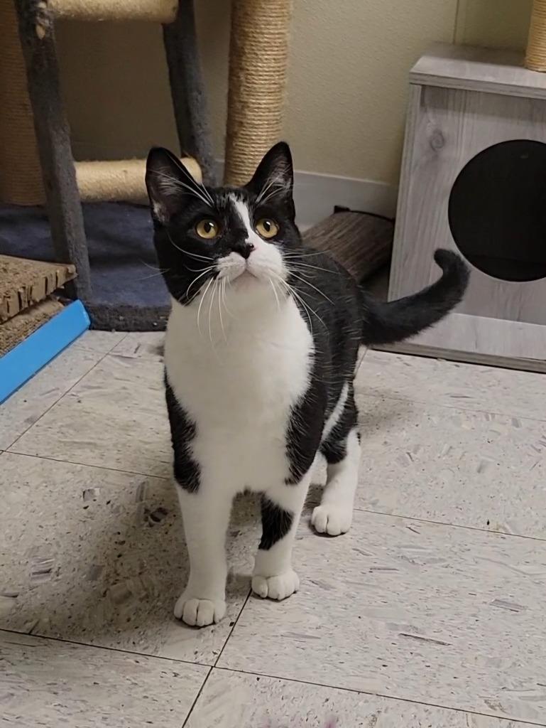 Enlarge FALCON, a Adoptable mixed breed in Sandusky, OH image 1/1