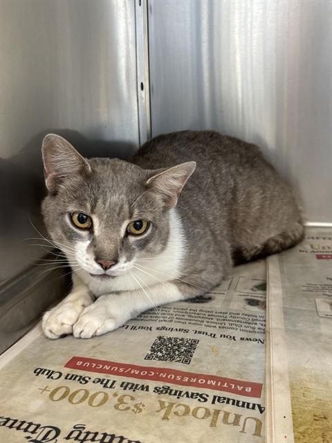 TOFU, Adoptable, Young Male Domestic Short Hair.