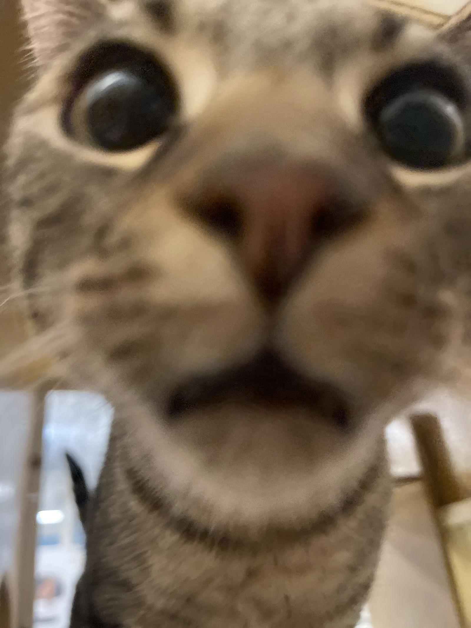 Sweet Pea, Adopted, Young Female Domestic Short Hair & Tabby.