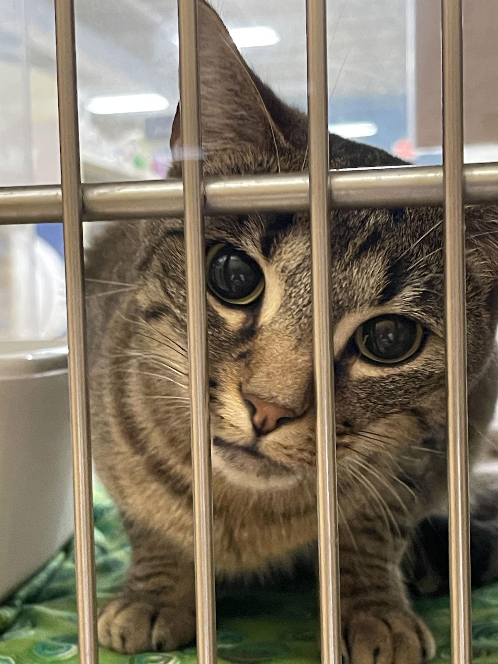 Enlarge Sweet Pea, a Adoptable mixed breed in Mesquite, TX image 2/3