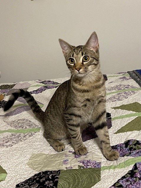 Enlarge Sweet Pea, a Adoptable mixed breed in Mesquite, TX image 3/3