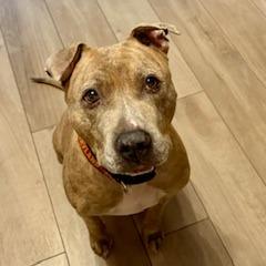 Melo (In Foster), Adoptable, Senior Male Pit Bull Terrier.