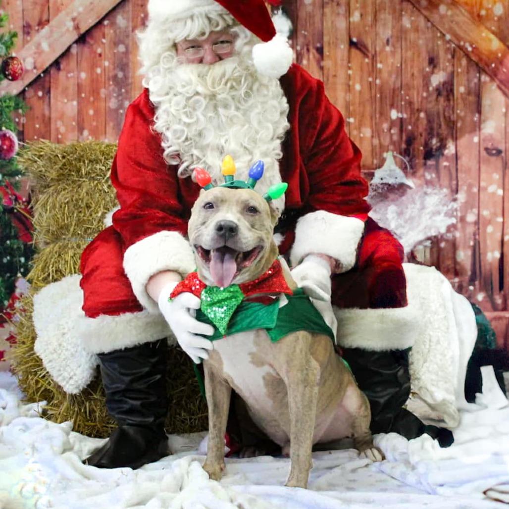 Melo (In Foster), Adoptable, Senior Male Pit Bull Terrier.