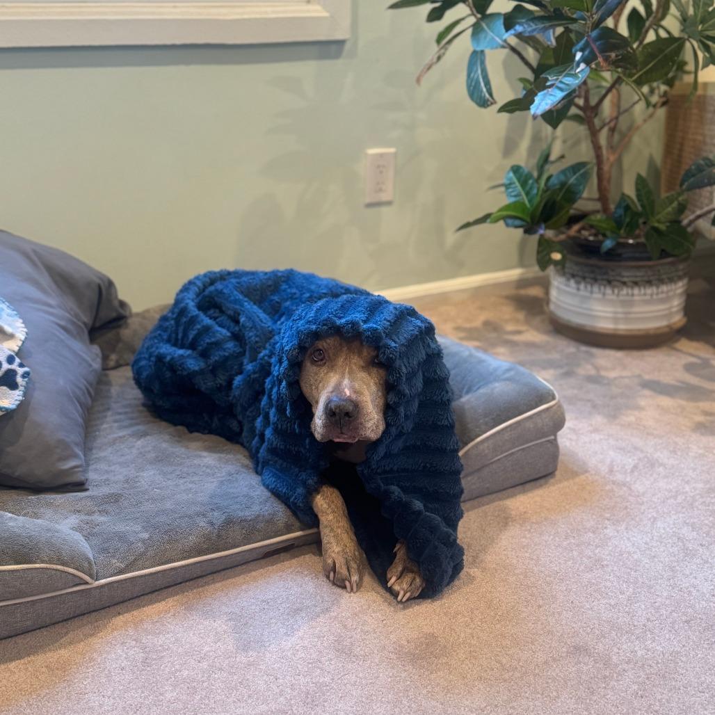 Enlarge Melo (In Foster), a Adoptable Pit Bull Terrier in Vineland, NJ image 1/5