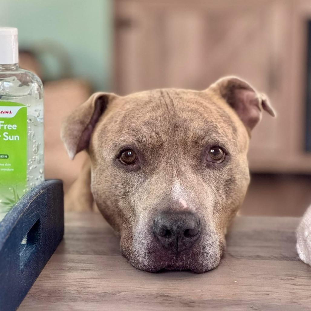 Melo (In Foster), a Adoptable Pit Bull Terrier in Vineland, NJ image 2/4