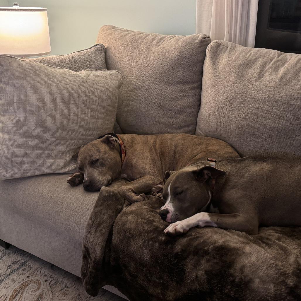 Enlarge Melo (In Foster), a Adoptable Pit Bull Terrier in Vineland, NJ image 1/4