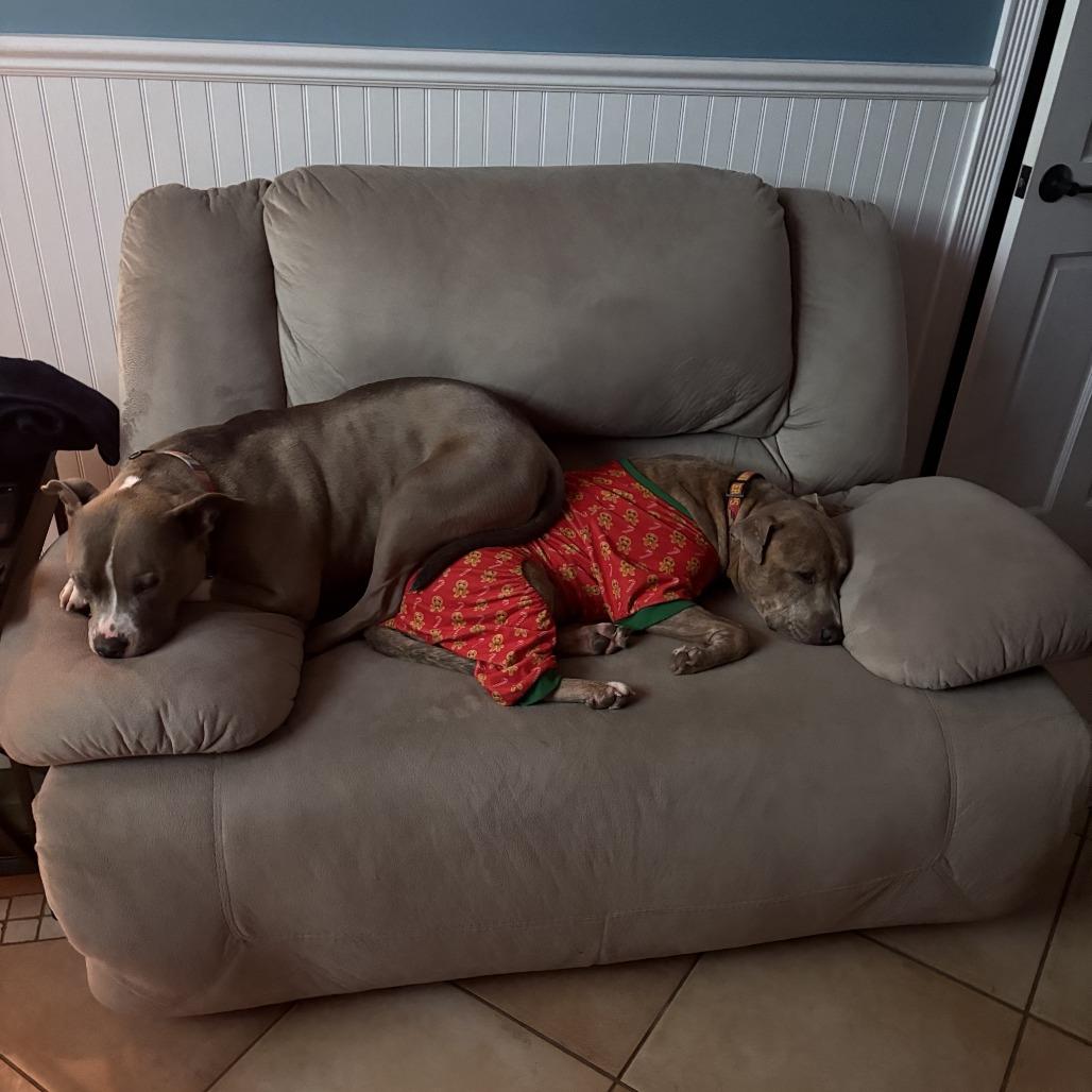 Enlarge Melo (In Foster), a Adoptable Pit Bull Terrier in Vineland, NJ image 2/4