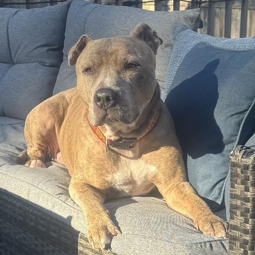 Enlarge Melo (In Foster), a Adoptable Pit Bull Terrier in Vineland, NJ image 3/4