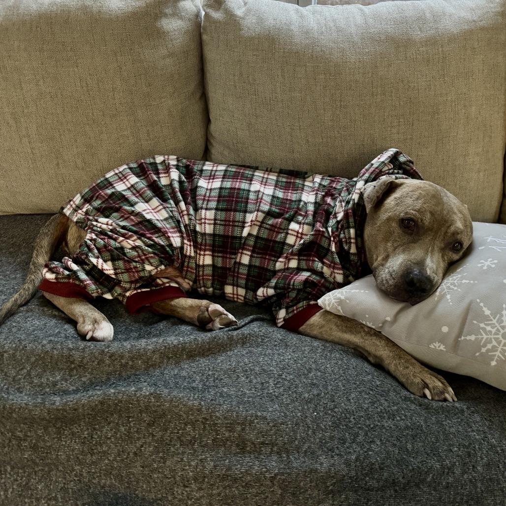 Enlarge Melo (In Foster), a Adoptable Pit Bull Terrier in Vineland, NJ image 4/4