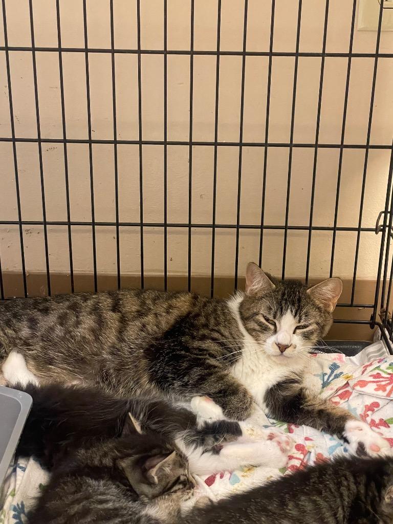 FRIGG (MOM 1), Adoptable, Young Female Domestic Short Hair.
