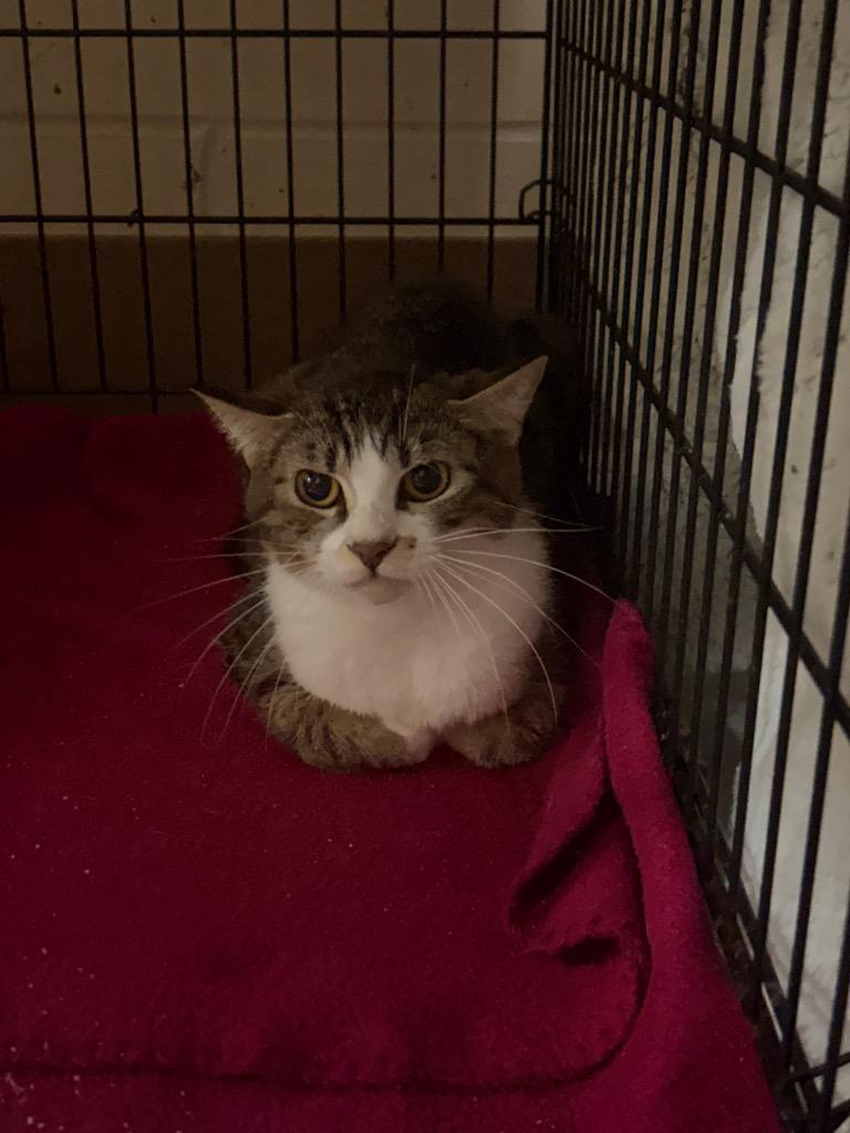 Enlarge FRIGG (MOM 1), a Adoptable mixed breed in Wintersville, OH image 2/6