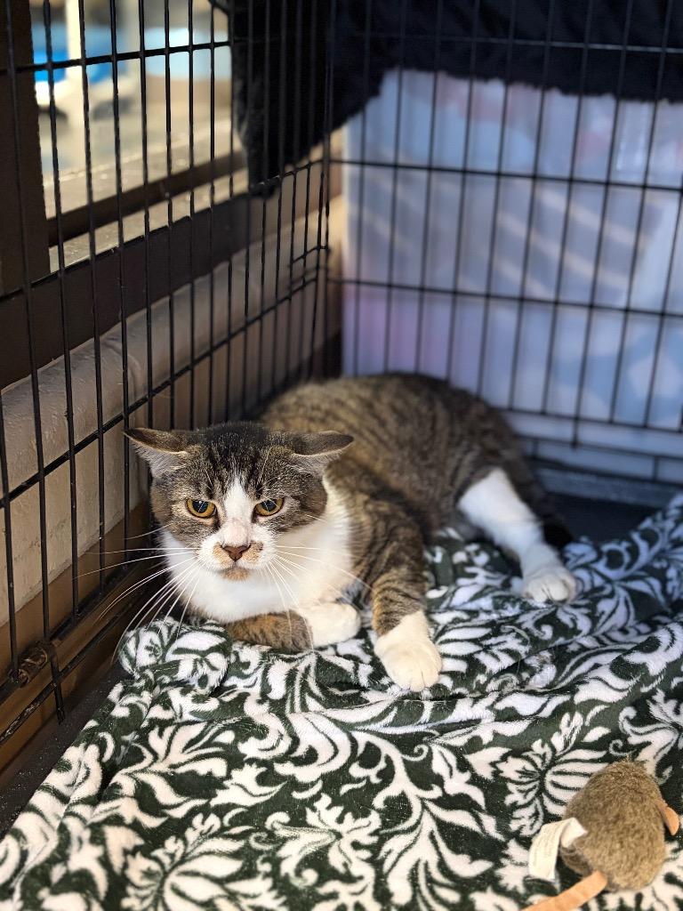 Enlarge FRIGG (MOM 1), a Adoptable mixed breed in Wintersville, OH image 3/6