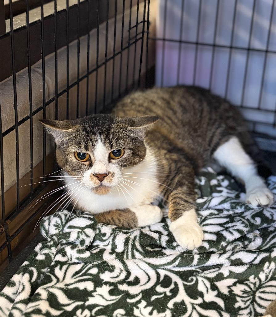 Enlarge FRIGG (MOM 1), a Adoptable mixed breed in Wintersville, OH image 4/6