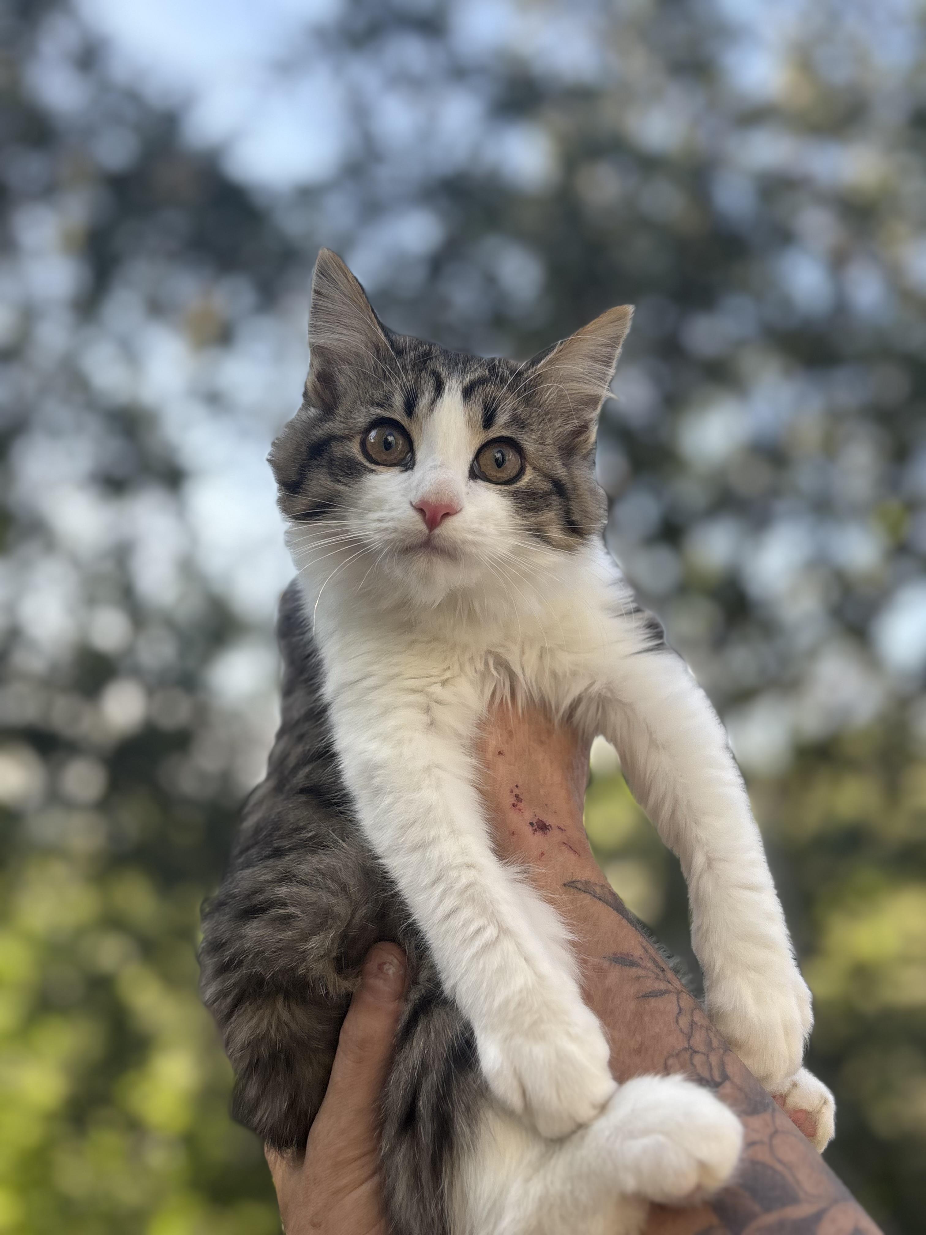 Gigi, adopted, Kitten Female Domestic Long Hair.