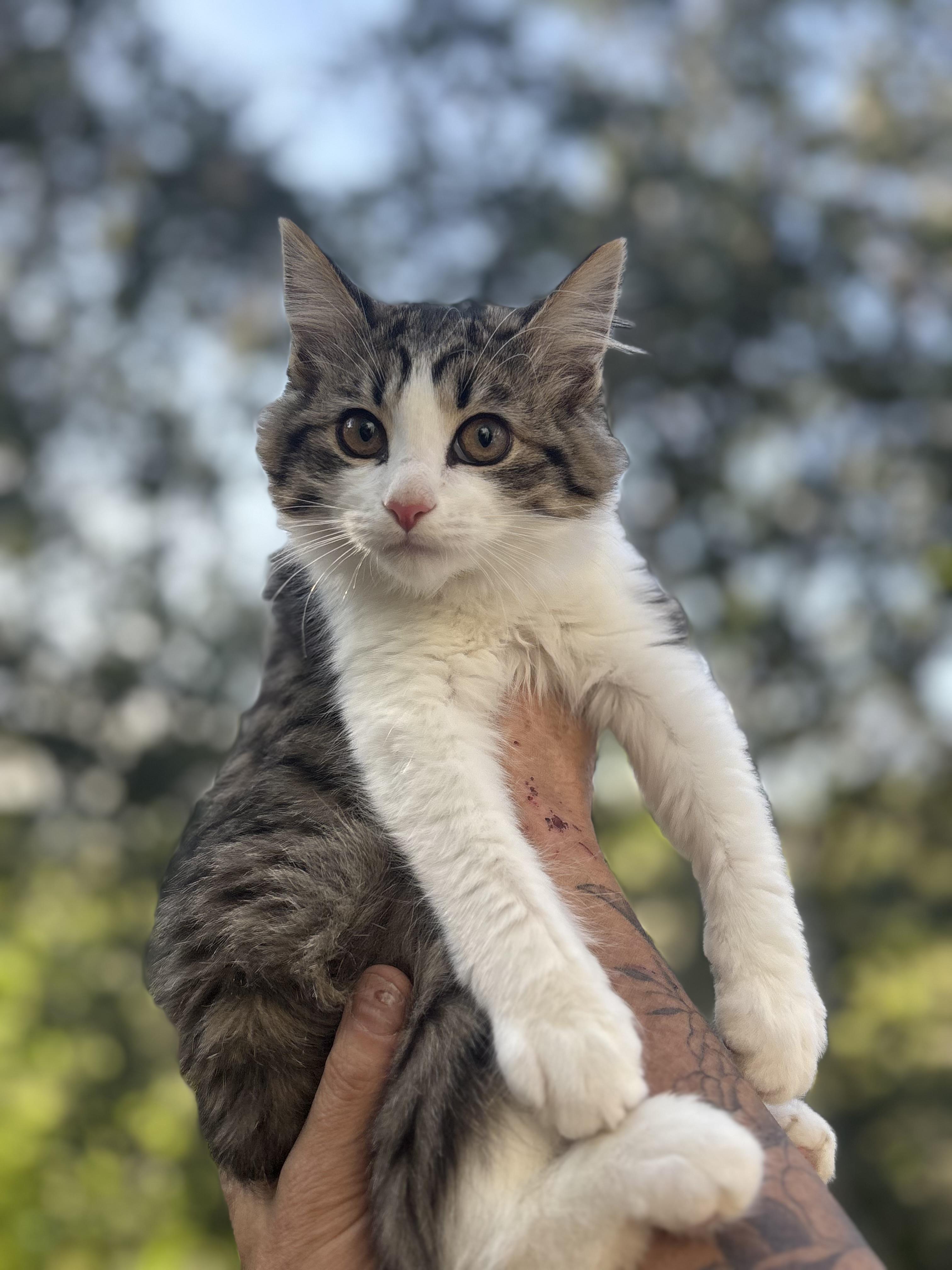 Gigi, an adopted Domestic Long Hair in San Diego, CA image 2/2