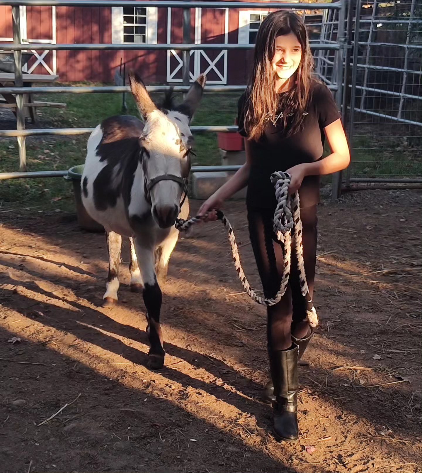 Enlarge Fernando, a Adopted Donkey in Northford, CT image 1/4
