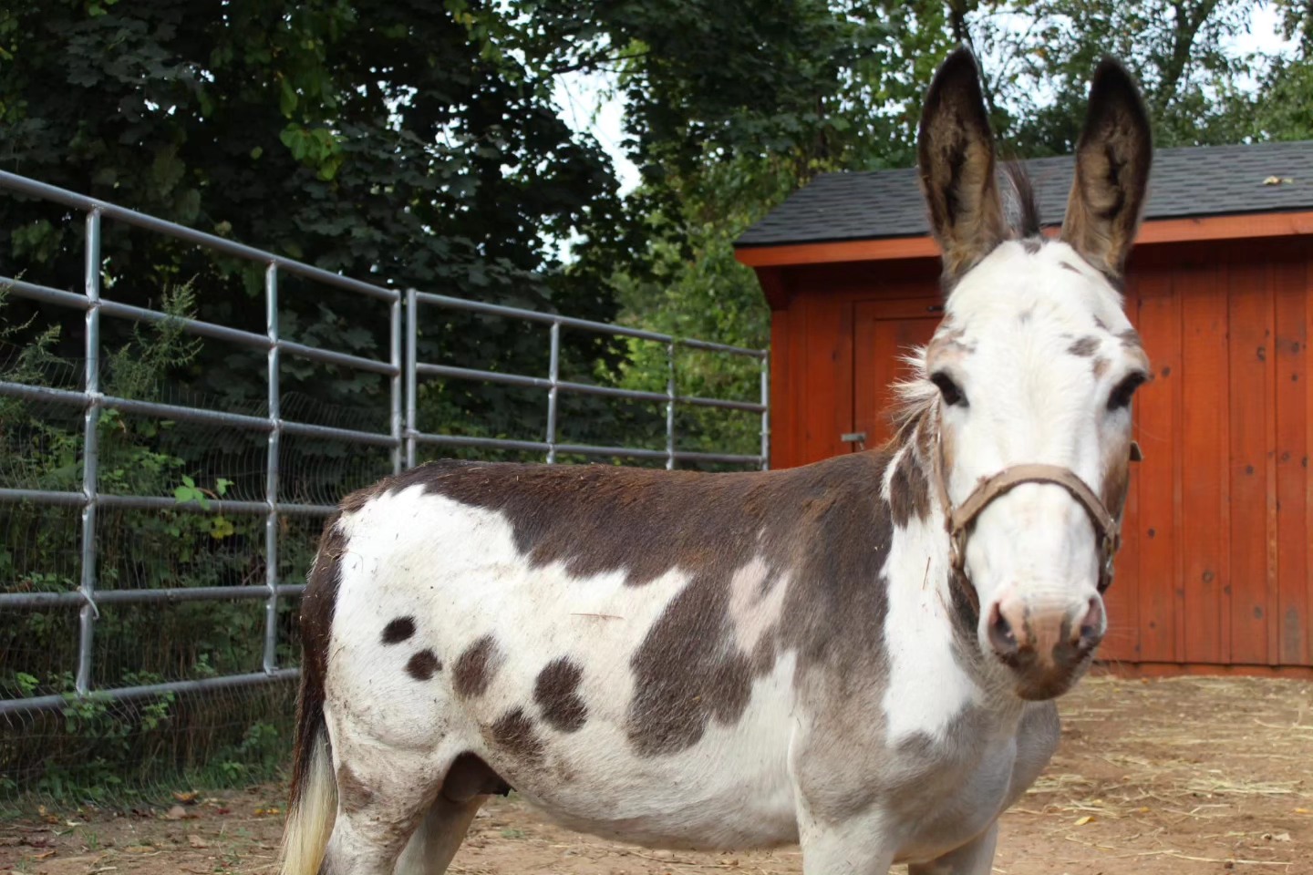Enlarge Fernando, a Adopted Donkey in Northford, CT image 2/4