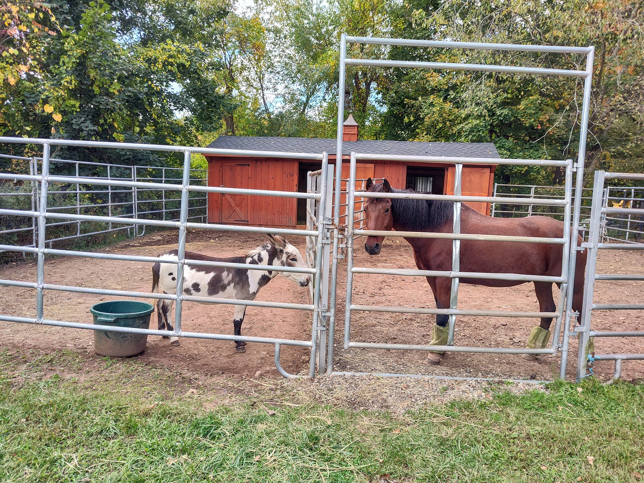 Enlarge Fernando, a Adopted Donkey in Northford, CT image 3/4